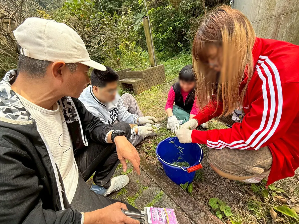 又一村暨蘭亭書苑葉肥製作與種植